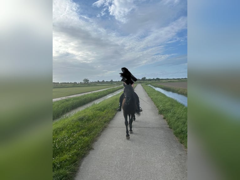 Murgese Wallach 7 Jahre 163 cm Rappe in Twisk