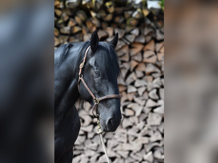 Murgese Wallach 7 Jahre 167 cm Rappe in Martina Franca