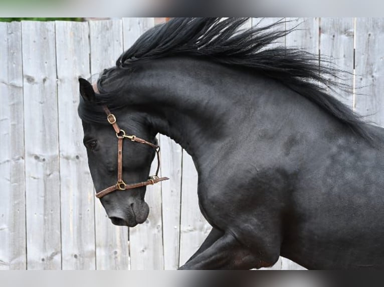 Murgese Wallach 7 Jahre 167 cm Rappe in Martina Franca