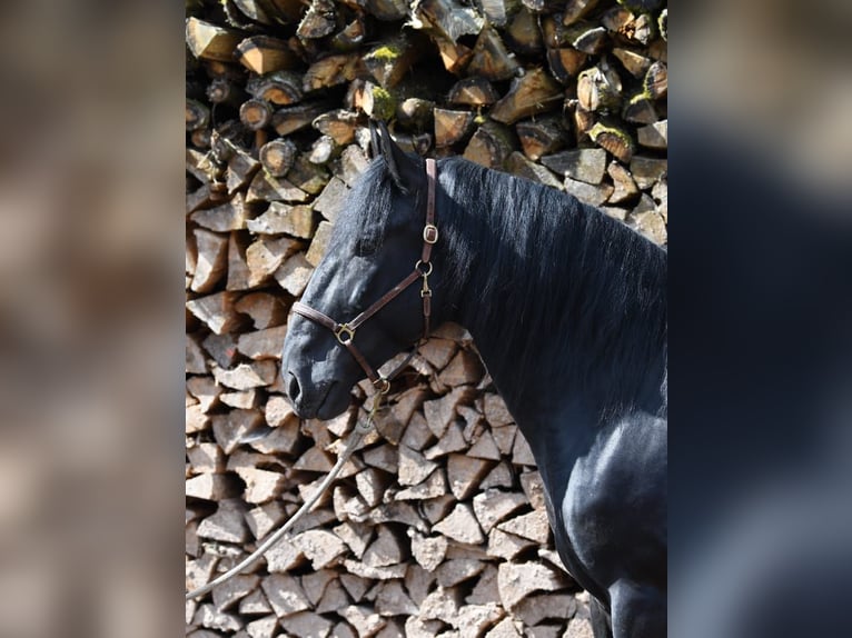 Murgese Wallach 7 Jahre 167 cm Rappe in Martina Franca