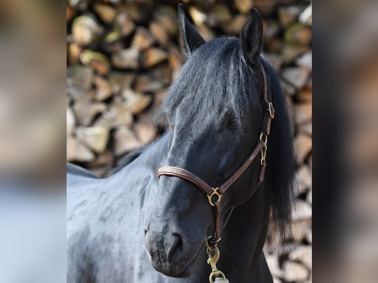 Murgese Wallach 7 Jahre 167 cm Rappe in Martina Franca