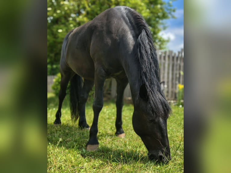 Murgese Wallach 8 Jahre 165 cm Rappe in Berching