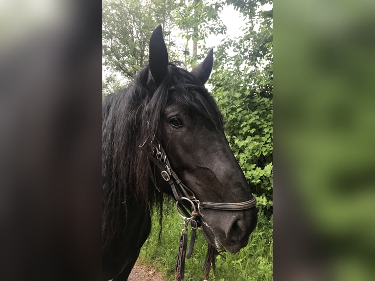 Murgese/caballo de las Murgues Caballo castrado 11 años 160 cm Negro in Saarburg
