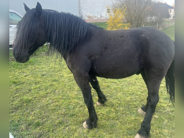 Murgese/caballo de las Murgues Caballo castrado 11 años 160 cm Negro in Saarburg