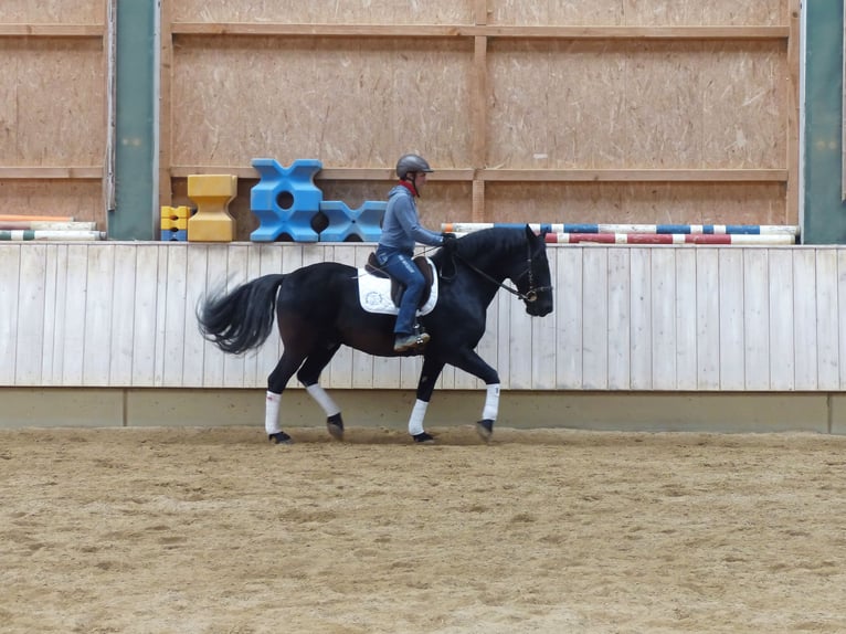 Murgese/caballo de las Murgues Caballo castrado 13 años 159 cm Negro in Rot an der Rot
