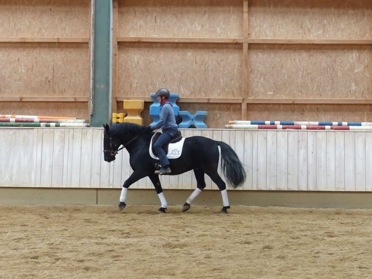 Murgese/caballo de las Murgues Caballo castrado 13 años 159 cm Negro in Rot an der Rot