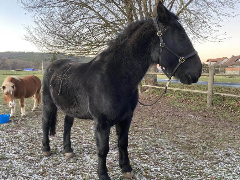 Murgese/caballo de las Murgues Caballo castrado 14 años 156 cm Negro in Schwallungen