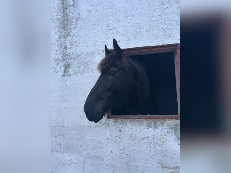 Murgese/caballo de las Murgues Caballo castrado 14 años 162 cm Castaño oscuro in Noci