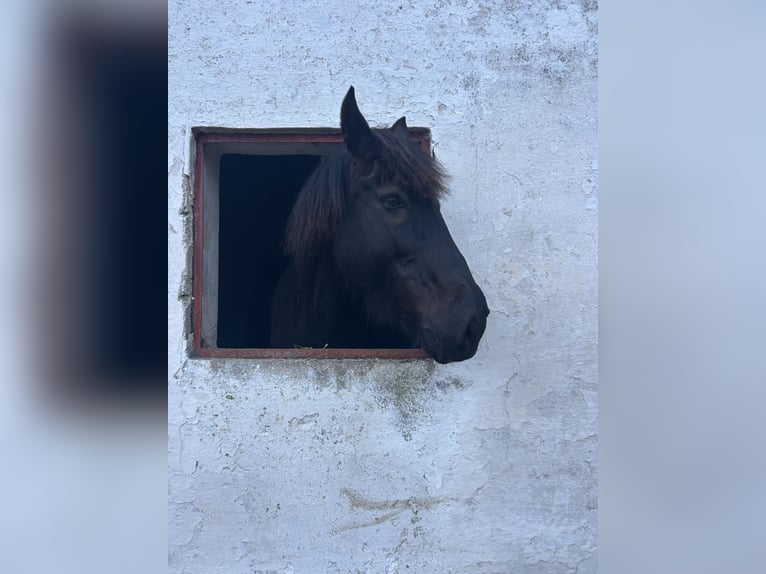 Murgese/caballo de las Murgues Caballo castrado 14 años 162 cm Castaño oscuro in Noci