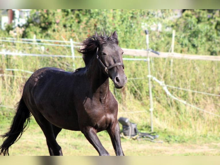 Murgese/caballo de las Murgues Caballo castrado 2 años 163 cm Negro in Wahlenau