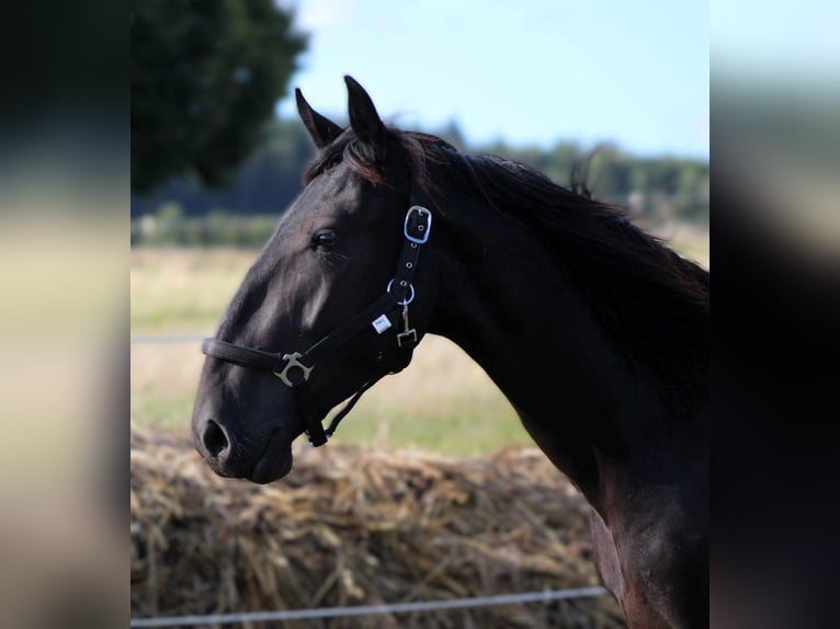Murgese/caballo de las Murgues Caballo castrado 2 años 163 cm Negro in Wahlenau