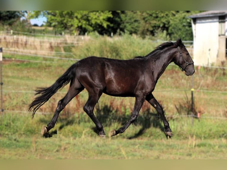 Murgese/caballo de las Murgues Caballo castrado 2 años 163 cm Negro in Wahlenau