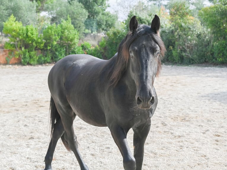 Murgese/caballo de las Murgues Caballo castrado 3 años 157 cm Negro in Martina Franca Murgese/caballo de las Murgues Caballo castrado 3 años 157 cm Negro in Martina Franca