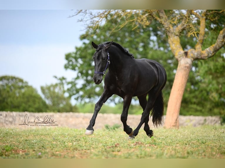 Murgese/caballo de las Murgues Caballo castrado 3 años 160 cm Negro in Wels