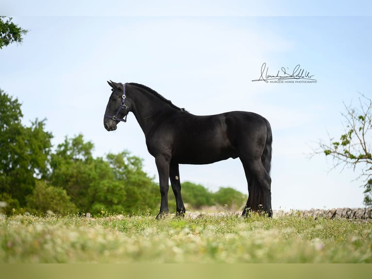 Murgese/caballo de las Murgues Caballo castrado 3 años 160 cm Negro in Wels