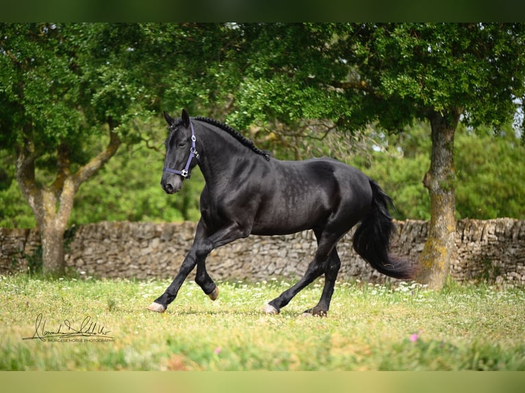 Murgese/caballo de las Murgues Caballo castrado 3 años 160 cm Negro in Wels
