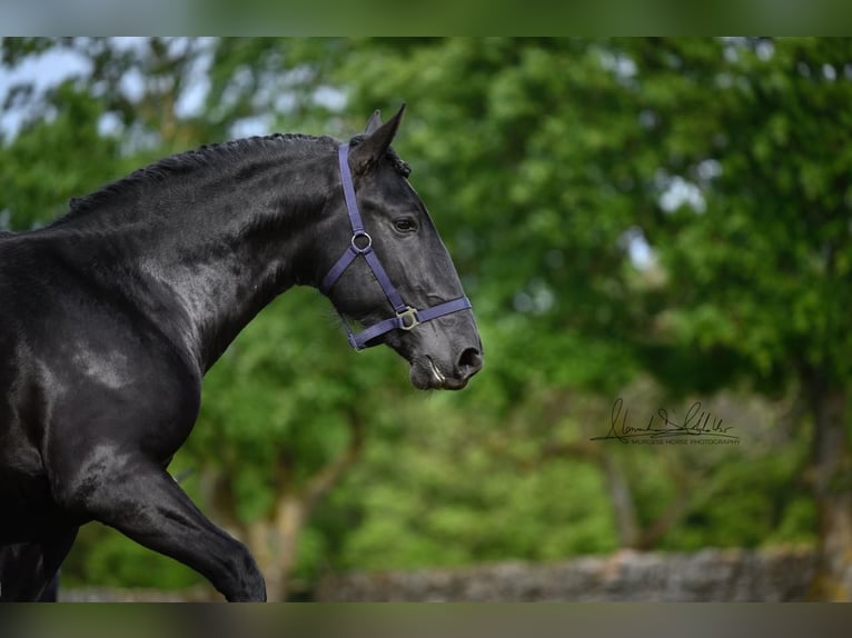 Murgese/caballo de las Murgues Caballo castrado 3 años 160 cm Negro in Wels