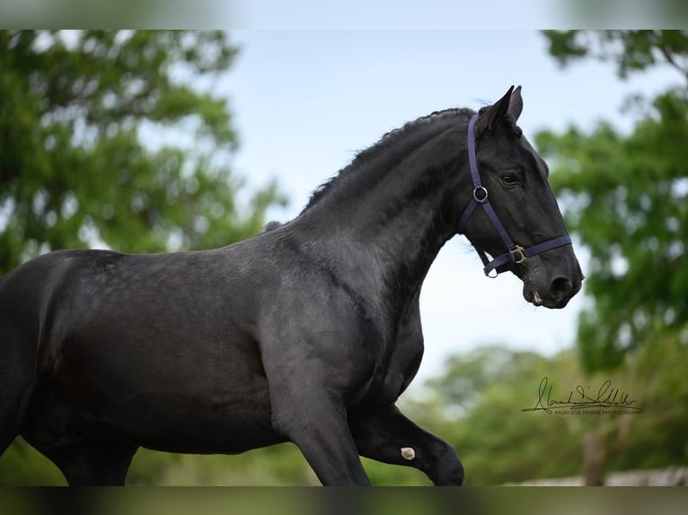 Murgese/caballo de las Murgues Caballo castrado 3 años 160 cm Negro in Wels
