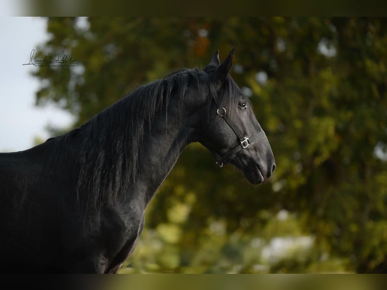 Murgese/caballo de las Murgues Caballo castrado 3 años 160 cm Negro in Noci