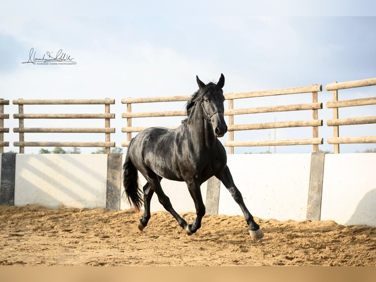 Murgese/caballo de las Murgues Caballo castrado 3 años 160 cm Negro in Noci