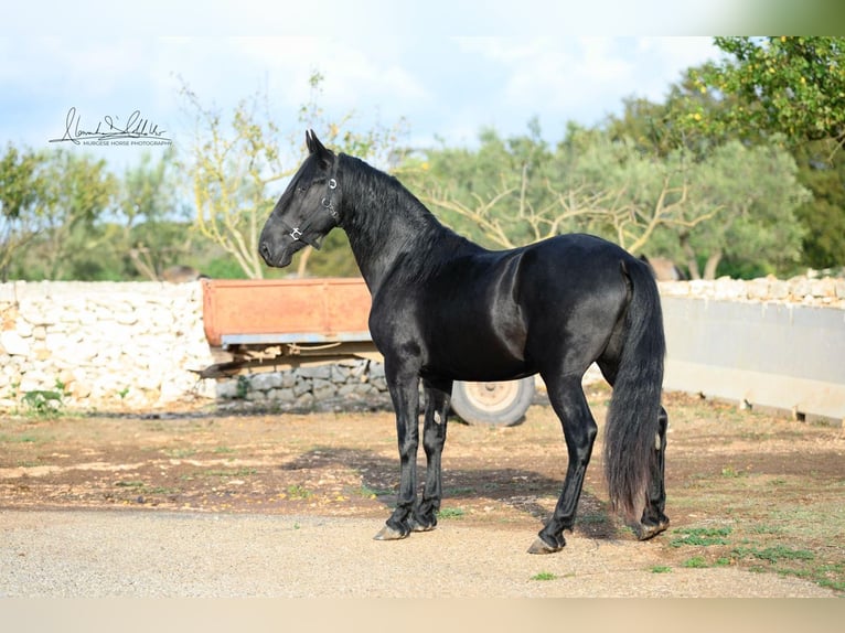 Murgese/caballo de las Murgues Caballo castrado 3 años 160 cm Negro in Noci