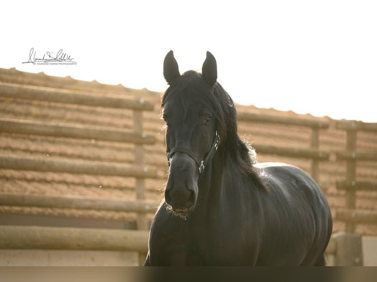 Murgese/caballo de las Murgues Caballo castrado 3 años 160 cm Negro in Noci