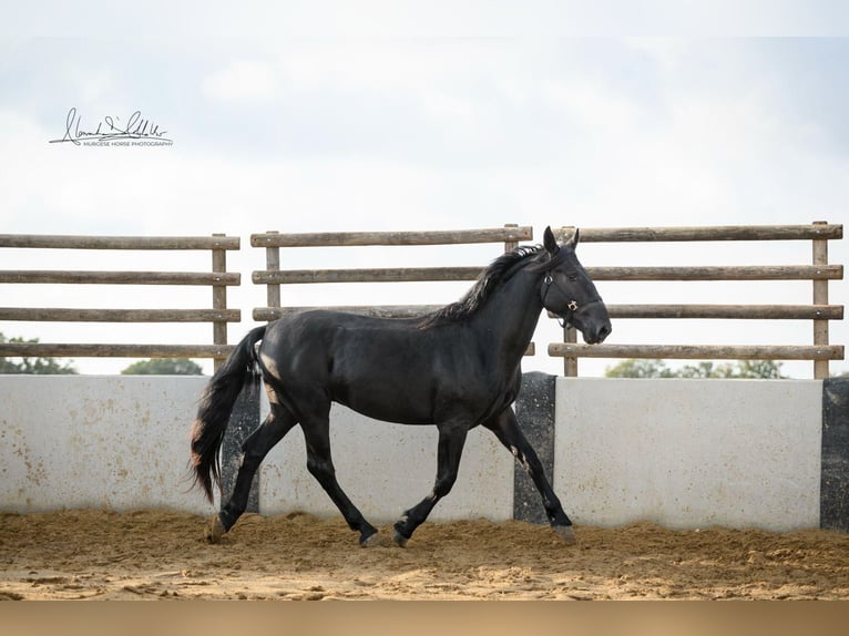 Murgese/caballo de las Murgues Caballo castrado 3 años 160 cm Negro in Noci