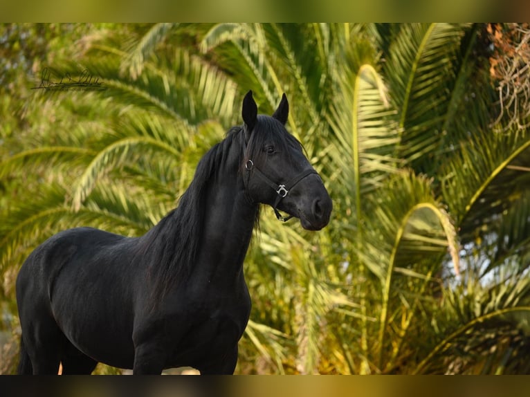 Murgese/caballo de las Murgues Caballo castrado 3 años 160 cm Negro in Noci