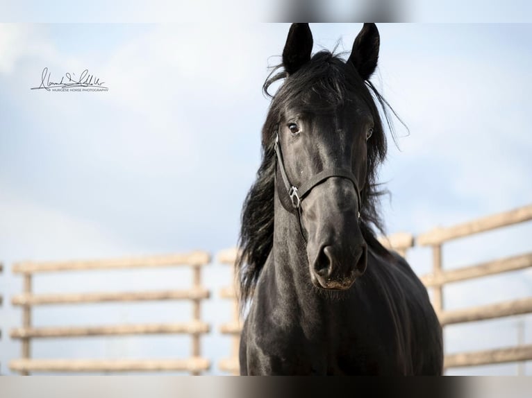 Murgese/caballo de las Murgues Caballo castrado 3 años 160 cm Negro in Noci