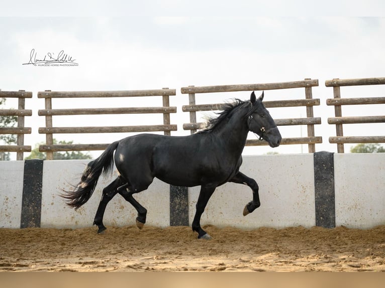 Murgese/caballo de las Murgues Caballo castrado 3 años 160 cm Negro in Noci