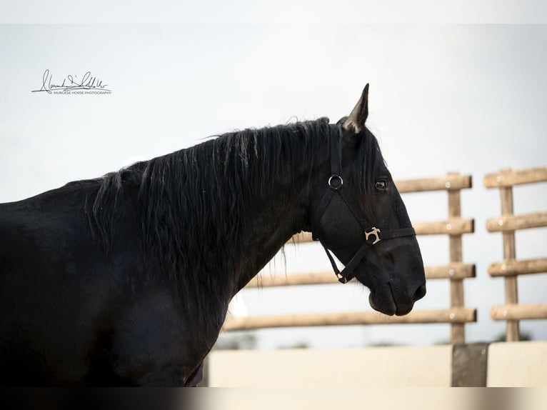 Murgese/caballo de las Murgues Caballo castrado 3 años 160 cm Negro in Noci