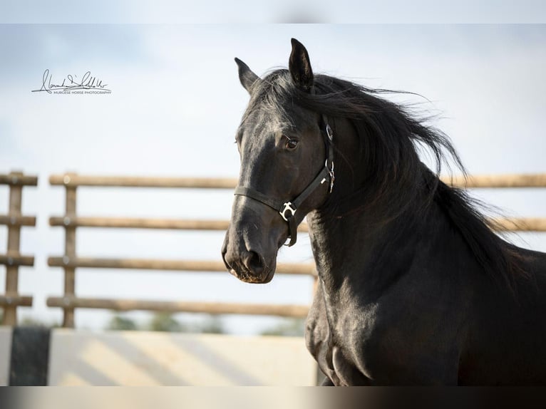Murgese/caballo de las Murgues Caballo castrado 3 años 160 cm Negro in Noci