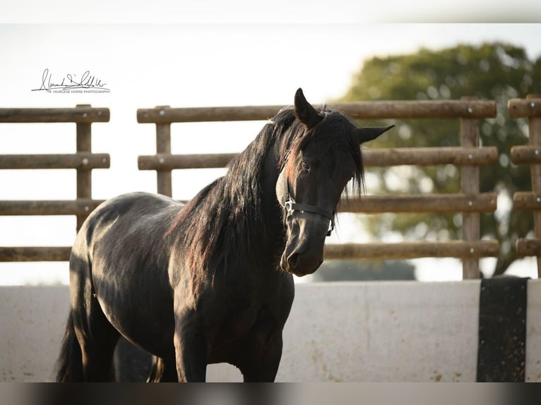 Murgese/caballo de las Murgues Caballo castrado 3 años 160 cm Negro in Noci