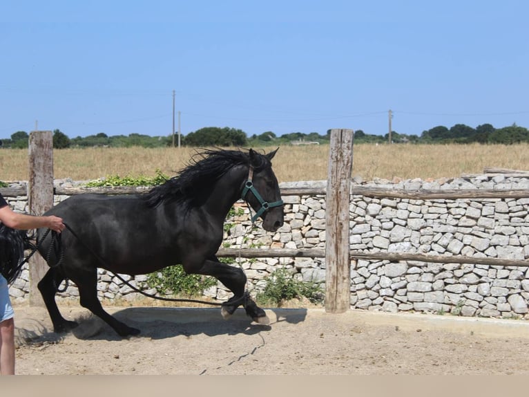 Murgese/caballo de las Murgues Caballo castrado 3 años 160 cm Negro in Martina Franca