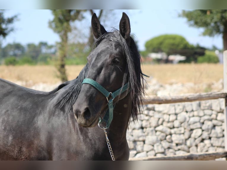 Murgese/caballo de las Murgues Caballo castrado 3 años 160 cm Negro in Martina Franca
