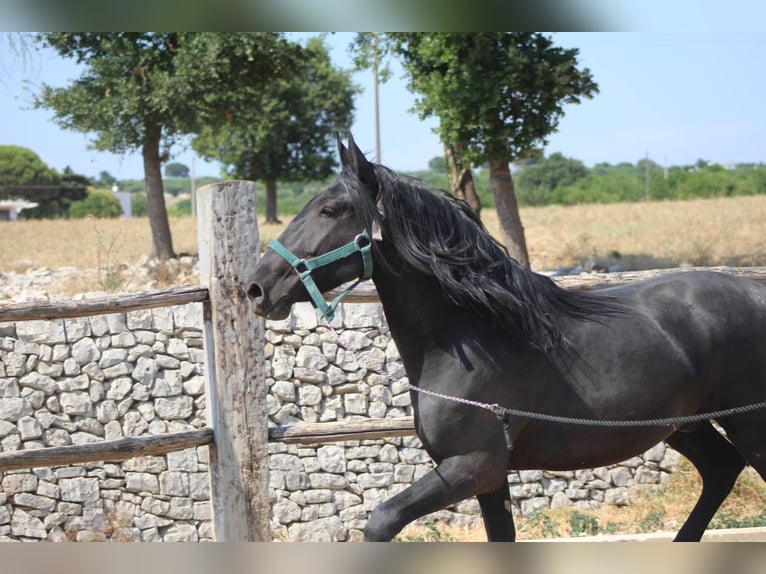 Murgese/caballo de las Murgues Caballo castrado 3 años 160 cm Negro in Martina Franca