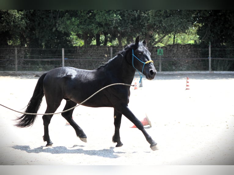 Murgese/caballo de las Murgues Caballo castrado 3 años 161 cm Negro in Martina Franca