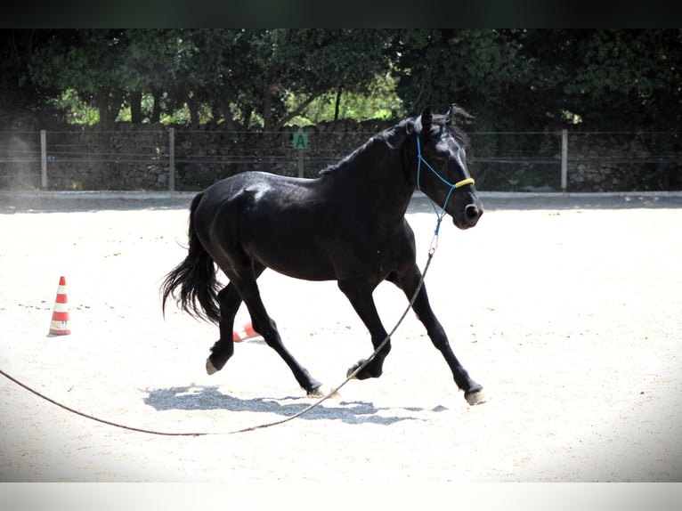 Murgese/caballo de las Murgues Caballo castrado 3 años 161 cm Negro in Martina Franca