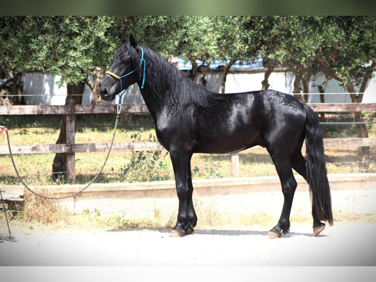 Murgese/caballo de las Murgues Caballo castrado 3 años 161 cm Negro in Martina Franca