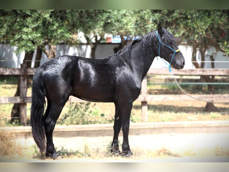 Murgese/caballo de las Murgues Caballo castrado 3 años 161 cm Negro in Martina Franca