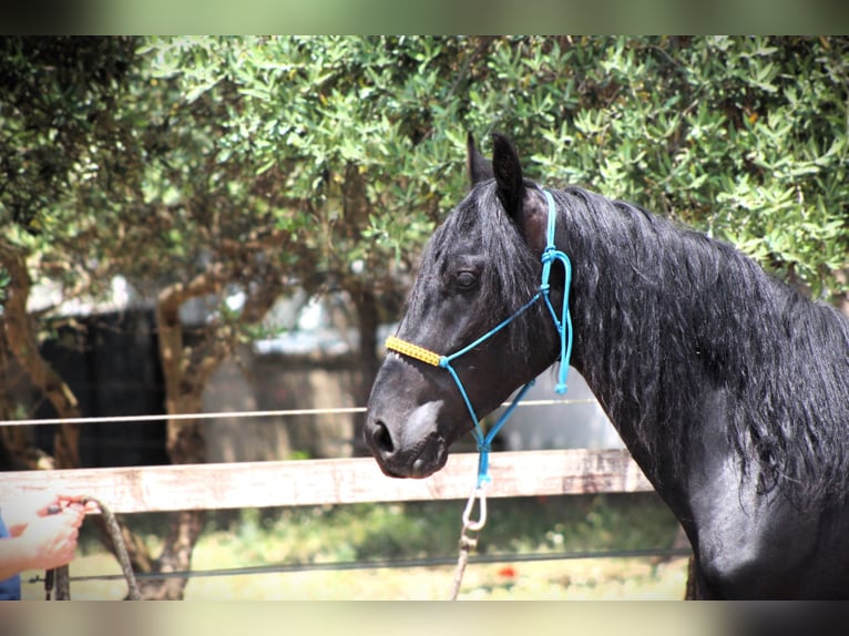 Murgese/caballo de las Murgues Caballo castrado 3 años 161 cm Negro in Martina Franca