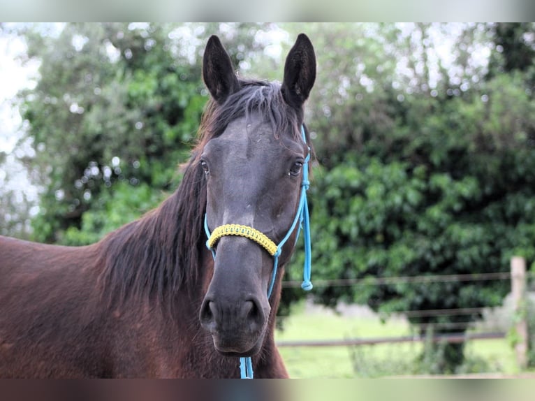 Murgese/caballo de las Murgues Caballo castrado 3 años 163 cm Negro in Wels