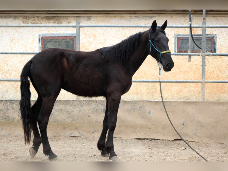 Murgese/caballo de las Murgues Caballo castrado 3 años 163 cm Negro in Wels