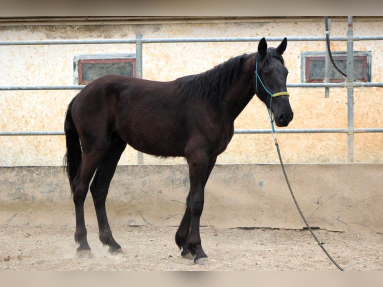 Murgese/caballo de las Murgues Caballo castrado 3 años 163 cm Negro in Wels