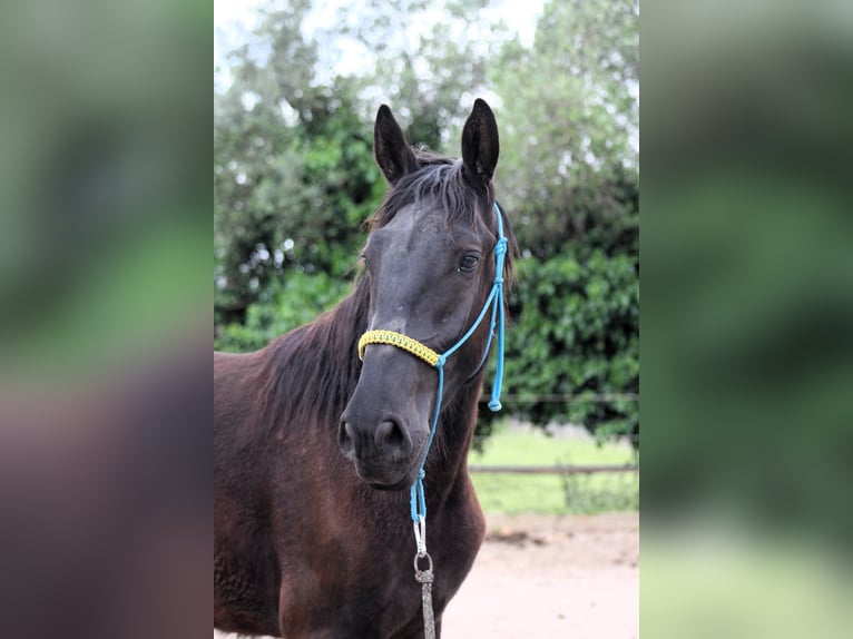 Murgese/caballo de las Murgues Caballo castrado 3 años 163 cm Negro in Wels