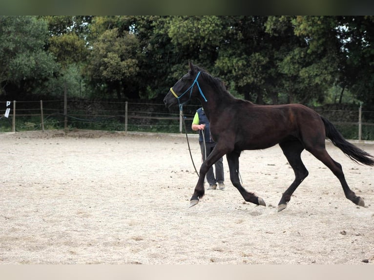 Murgese/caballo de las Murgues Caballo castrado 3 años 163 cm Negro in Wels
