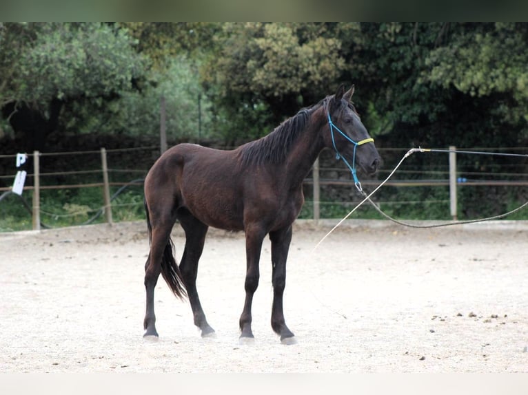Murgese/caballo de las Murgues Caballo castrado 3 años 163 cm Negro in Wels