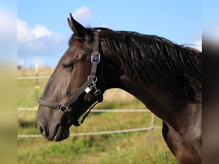 Murgese/caballo de las Murgues Caballo castrado 3 años 163 cm Negro in Wahlenau