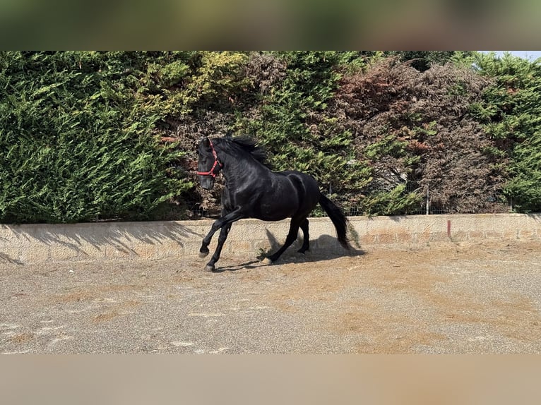 Murgese/caballo de las Murgues Caballo castrado 3 años 164 cm Negro in Einbeck