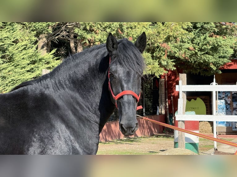 Murgese/caballo de las Murgues Caballo castrado 3 años 164 cm Negro in Einbeck